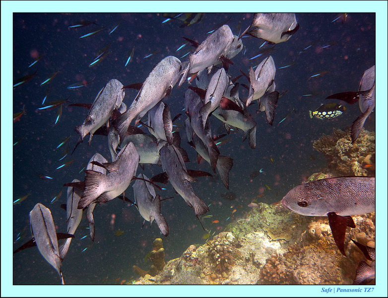 2011 - 08 - Borneo - Sipadan 087